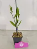 Sada 4 magnólií - Magnólia 'Betty' - výška 35cm - 9cm Náhľad obrázku produktu 4