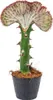 Bloomique - Euphorbia Lactea Cristata - Roślina kaktusowa - Podgląd zdjęcia produktu 1
