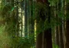 Tableau acoustique Paysage forestier 200 x 100 cm Tableaux Voir les images du produit 3