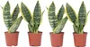 Bogenhanf - 4 Stk - Sansevieria 'Futura Superba' - Höhe Produktbild-Vorschau 1