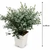 Eucalyptus Cinerea Silver Dollar ok. 60 cm – eukaliptus Podgląd zdjęcia produktu 4