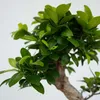 Bonsaï - Ficus microcarpa 'ginseng' - Hauteur 55-65cm - Voir les images du produit 3