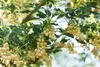 Glockenstrauch (Enkianthus campanulatus), wysokość 60-80 Podgląd zdjęcia produktu 8