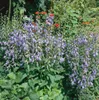 Campanula rapunculoides, Glockenblume, ca. 9x9 cm Topf Produktbild-Vorschau 1