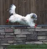 Pawz wasserfeste Hundeschuhe aus Naturkautschuk im Produktbild-Vorschau 7