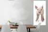 MuchoWow® Poster Schwein - Tiere - Weiß 60x120 cm - Produktbild-Vorschau 2