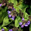 6 x Lungenkraut  - Pulmonaria angustifolia 'Azurea'  | Topf Produktbild-Vorschau 2