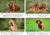 Hundezauber Cocker Spaniel DIN A5 Kalender für 2027 Welpen Produktbild-Vorschau 3