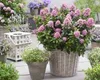 Escallonia laev. 'Pink Elle'® - andský ker Pink Elle 30- 40 Náhľad obrázku produktu 1