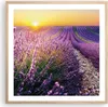 Gerahmtes Poster - Rahmen in heller Eiche - Feld Lavendel Produktbild-Vorschau 1