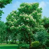 Catalpa bignonioides, Trompetenbaum, 40–60 cm, ca. 12 cm Produktbild-Vorschau 10