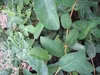 Lonicera kamtschatica Eisbär® - Sibirische Blaubeere Produktbild-Vorschau 2