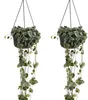 2x Ceropegia Woodii met Hanger P12 H20 Produktbild-Vorschau 1