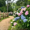 A gravel path winds through a garden filled with blooming hydrangeas in various shades of pink, blue, white, and yellow. A wooden fence runs along the left side of the path. Produktbild-Vorschau
