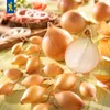 Kiepenkerl Winterteeltuippen Winteria - geel, Allium cepa, Productafbeelding-voorbeeld 4