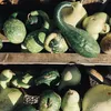 Flaschenkürbis Mischung Samen - Lagenaria siceraria - Produktbild-Vorschau 6