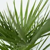 A close-up view of the vibrant green leaves of a palm plant. Podgląd zdjęcia produktu