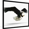 MuchoWow® Gerahmtes Poster Adler - Vogel - Weiß 40x40 cm - Produktbild-Vorschau 1