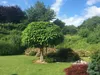 Trompetenbaum 'NANA' auf Stamm 80 cm, Cont. 5 l Produktbild-Vorschau 7