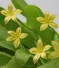 BALDUR Garten 2x Hawaii-Palme, Pflanzen im 12 cm-Topf, Produktbild-Vorschau 2
