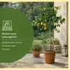 Meine Orangerie Zitronenbaum Grande - echter Citrusbaum - Produktbild-Vorschau 2