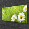 Acrylglasbilder 100x50 Wandbild Druck Gras Gänseblümchen Produktbild-Vorschau 2