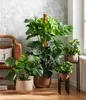 Dehner Fensterblatt-Monstera, geschlitztes Blattwerk, ca. Produktbild-Vorschau 3