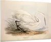 Bilder auf glas - Einteilig - Vogel Weiß Reiher - 100x70cm Produktbild-Vorschau 1