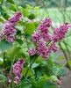 Syringa vulgaris 'Sensation', Flieder, zweifarbig, 60–80 cm Produktbild-Vorschau 14