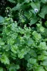 Tellima grandiflora, Falsche Alraunwurzel, ca. 9x9 cm Topf Produktbild-Vorschau 2