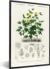 MuchoWow® MuchoWow® Gerahmtes Poster Pflanze - Blume - Produktbild-Vorschau 1