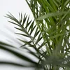 Daktylowiec kanaryjski - 2 szt - Phoenix canariensis - Podgląd zdjęcia produktu 4