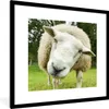MuchoWow® Gerahmtes Poster Schaf - Lustig - Wiese - Kinder Produktbild-Vorschau 1