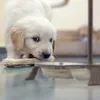 4 x Napf Gusseisen, 3-fach Napfstation für Hunde & Katzen, Produktbild-Vorschau 3