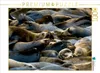 Calvendo Robbenkolonie Astoria 1000 Teile Puzzle quer Produktbild-Vorschau 3
