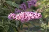 Buddleja davidii 'Pink Delight', Schmetterlingsflieder, Produktbild-Vorschau 6