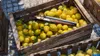 A wooden crate filled with lemons, with a vintage shotgun resting on top. Produktbild-Vorschau