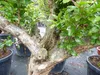 Punica Granatum 160 - 190 cm, uriger, alter & knorriger Produktbild-Vorschau 3
