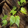 Klimorchidee (Lasiobema scandens) - 5 zaden Productafbeelding-voorbeeld 1