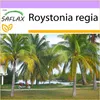 SAFLAX - Kubánska kráľovská palma - Roystonia regia - 8 Náhľad obrázku produktu 7