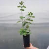 Strauß-Hortensie Grandiflora 2 L Produktbild-Vorschau 3