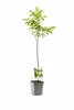Echte Walnuss 100–120 cm (Juglans regia) – winterharter Produktbild-Vorschau 4