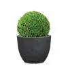 A round green plant in a dark gray pot against a white background. Podgląd zdjęcia produktu