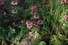 Echinacea purpurea 'Magnus', Sonnenhut, rosa, ca. 9x9 cm Produktbild-Vorschau 4