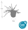 Euonymus fort. 'Minimus' | 6 stuks - 10-25cm - Ø9cm - Productafbeelding-voorbeeld 3
