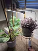 Indoor plants are illuminated by LED grow lights on a wooden shelf. Anteprima dell’immagine prodotto