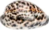 Kauri-Tigerschnecke Cypraea tigris Deko Muschel 5cm Produktbild-Vorschau 1