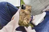 MuchoWow® Handyhülle Schutzhülle Hülle für iPhone 13 Pro Produktbild-Vorschau 3