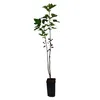 Blackcurrant Titania 2L Produktbild-Vorschau 11
