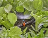 Gardena Micro-Drip-System Sprühdüse 180 Grad - Inhalt: 5 Produktbild-Vorschau 23